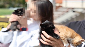 Konya'da Bu kadarına pes dedirtti, 4 yavru kediyi çöpe attı